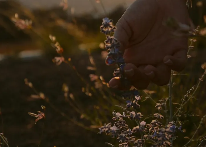 Black Rose 3* ペリッサ