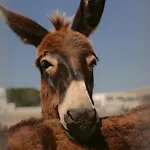 Hotell Black Rose Perissa (Santorini)