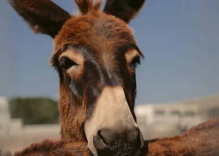 Hotell Black Rose Perissa (Santorini)