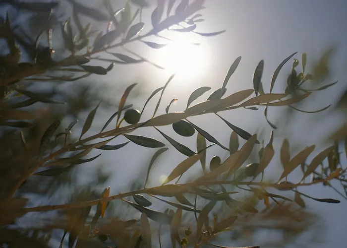 Hotell Black Rose 3*