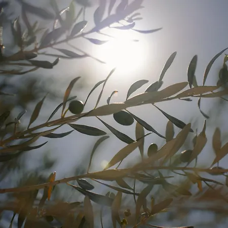 מלון Black Rose 3*