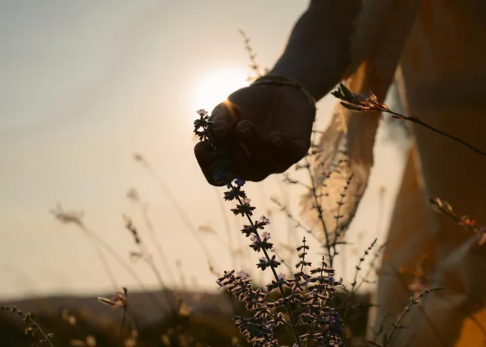 黑玫瑰海滩套房酒店 酒店