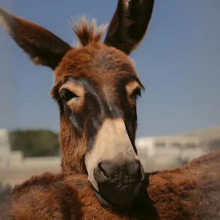 Ξενοδοχείο Black Rose Περίσσα